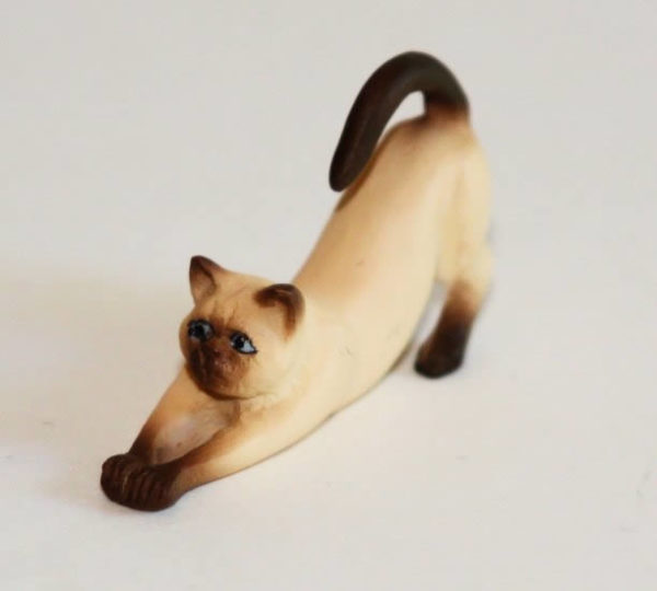Siamese cat, stretching