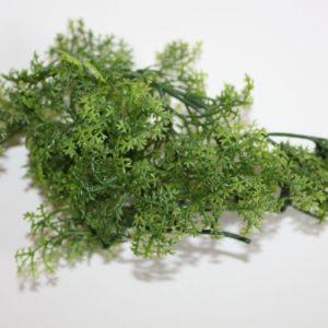 Miniature green fern