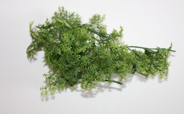 Miniature green fern